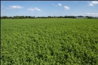 Alfalfa 3
