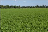 Alfalfa 1