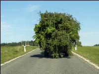 Transport Strauchschnitt