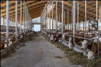 Cattle free barn 34