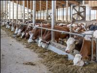 Cattle free barn 33