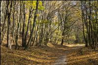 Niederwald