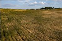 Extreme weedage wheat