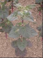 Gartenmelde 2
