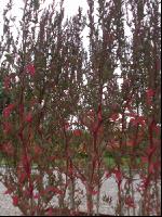 Gartenmelde 1