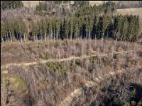 Trockenheit März Wald 4