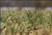 Trockenheit März Weizen 15