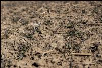 Trockenheit März Weizen 1