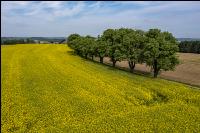 Agrarland im Mai 19