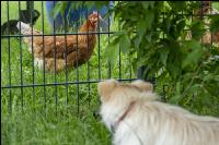 Dog watches hens 9