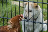 Dog watches hens 3