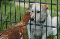 Dog watches hens 2