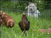 Dog watches hens 1