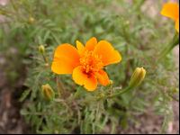 Gewürztagetes 1