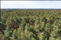 Waldkiefer 17