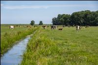 Holstein Herde in Holland 18