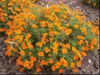 Gewürztagetes 2