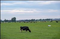 Holstein Herde in Holland 17