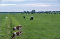 Holstein Herde in Holland 16