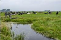 Holstein Herde in Holland 13
