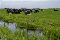Holstein Herde in Holland 12