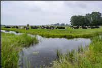 Holstein Herde in Holland 11