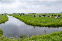 Holstein Herde in Holland 10