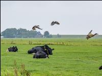 Holstein Herde in Holland 9