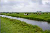 Holstein Herde in Holland 8