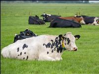 Holstein Herde in Holland 7