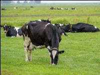 Holstein herd in Holland 6