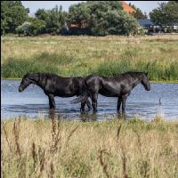 Friesenpferde in Nordholland 11