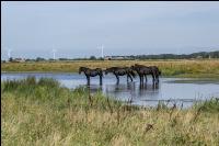 Friesenpferde in Nordholland 10