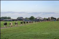 Holstein herd in Holland 4