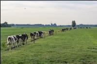 Holstein Herde in Holland 3