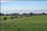 Holstein Herde in Holland 2