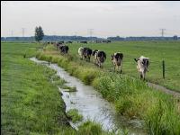 Holstein herd in Holland 1