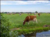 Red Holstein Herde 19