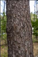 Common pine 7