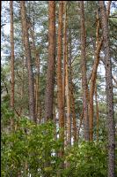 Common pine 5