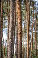 Common pine 2