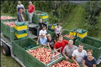 Apfelernte Puch bei Weiz 36