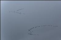 Geese on their flight