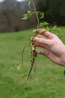 Pfahlwurzel Wiesenkerbel