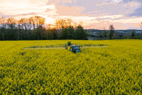 Raps Blütenspritzung 152