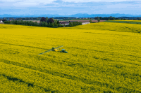 Raps Blütenspritzung 147