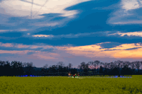 Raps Blütenspritzung 128