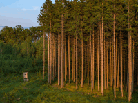 Fichten im Abendlicht 5