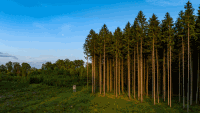Fichten im Abendlicht 4