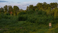 Fichten im Abendlicht 3